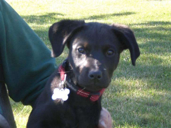 Blanding af racer Czazy - Lidt nysgerrig er man vel altid! billede 10