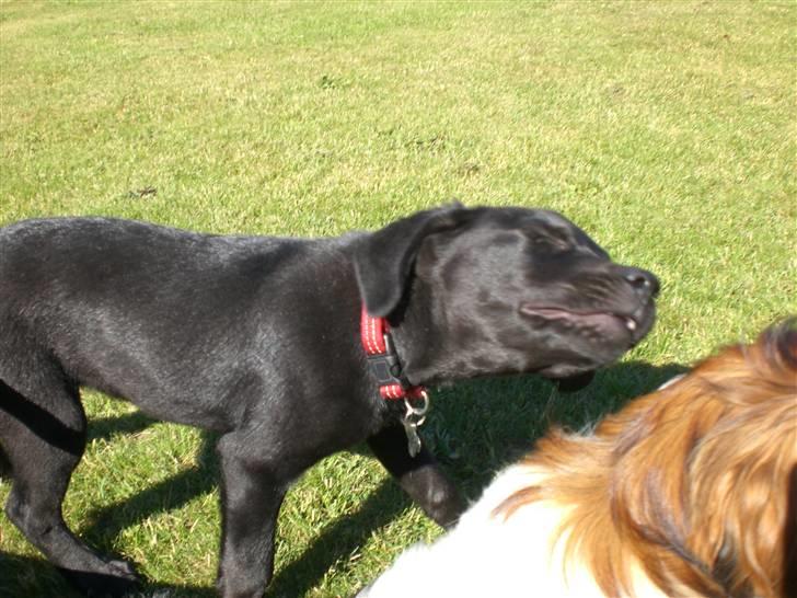 Blanding af racer Czazy - Hmm......! billede 11