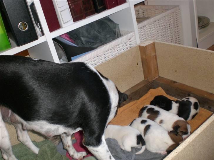 Dansk svensk gaardhund Sille **SOLGT** - 1-2-3-4.....jo de er der allesammen! billede 12