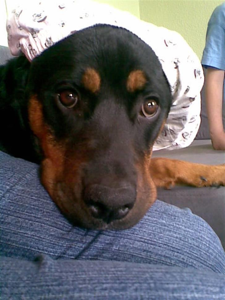 Blanding af racer Spikei billede 9