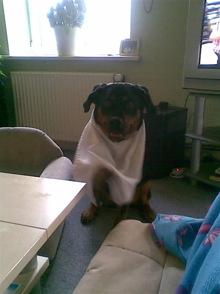 Blanding af racer Spikei - ca, 1 år billede 10