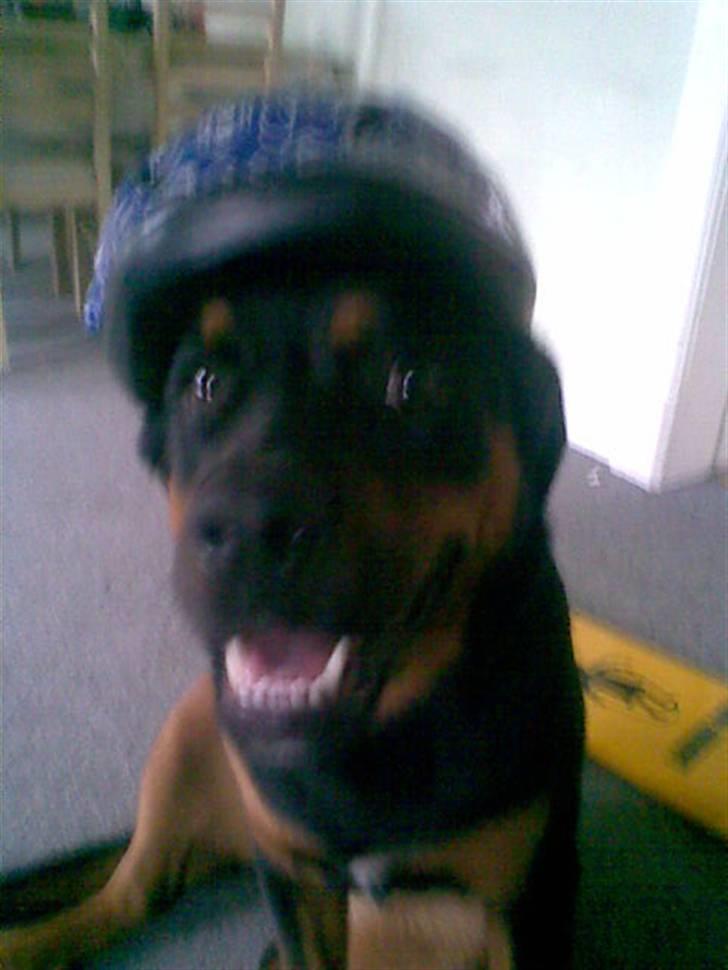 Blanding af racer Spikei billede 11