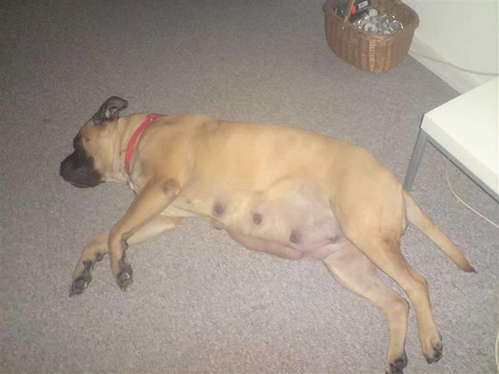 Bullmastiff cleopatra of mastiff. fie R.I.P. - puha det er hårdt at være gravid.  billede 16