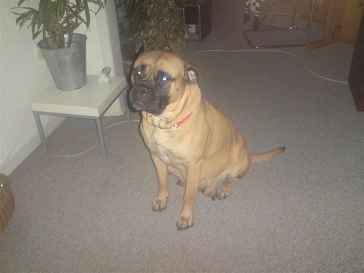 Bullmastiff cleopatra of mastiff. fie R.I.P. billede 17