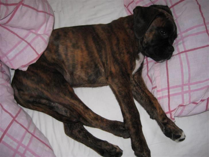 Boxer Berta billede 9