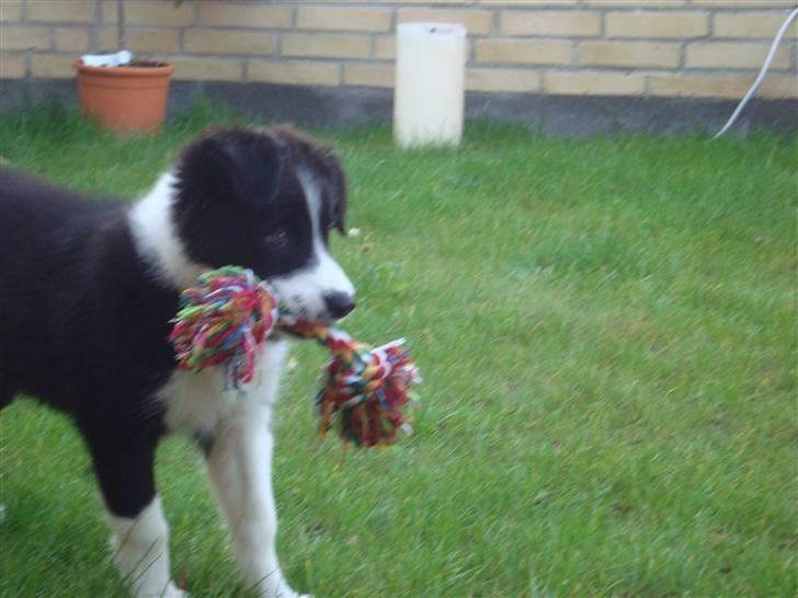 Border collie Candy billede 1