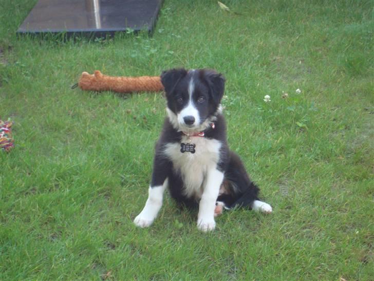 Border collie Candy billede 2