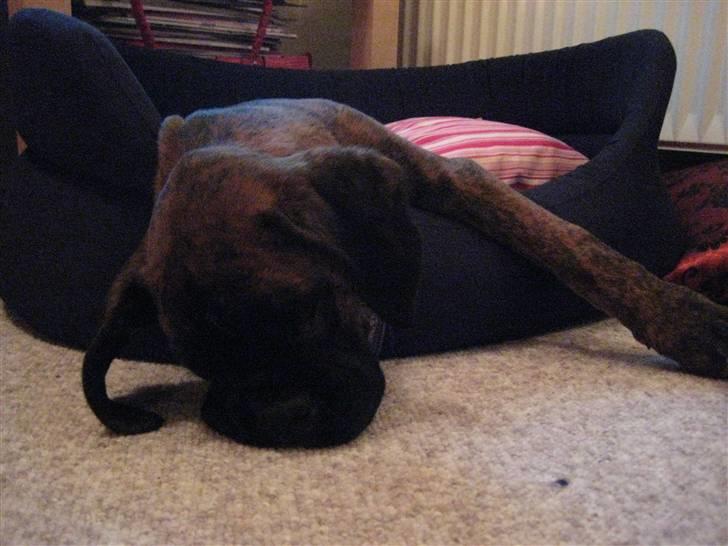 Boxer Berta billede 10