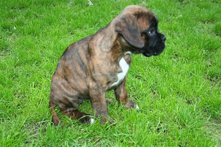 Boxer Berta billede 14