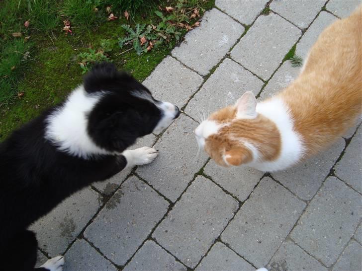 Border collie Candy billede 3