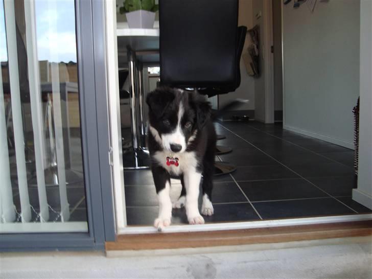 Border collie Candy billede 4