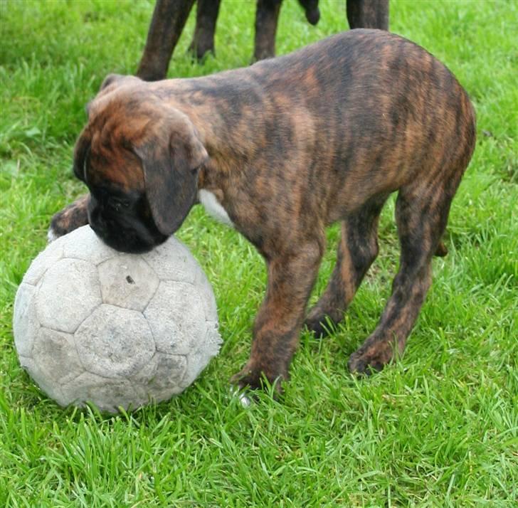 Boxer Berta billede 13