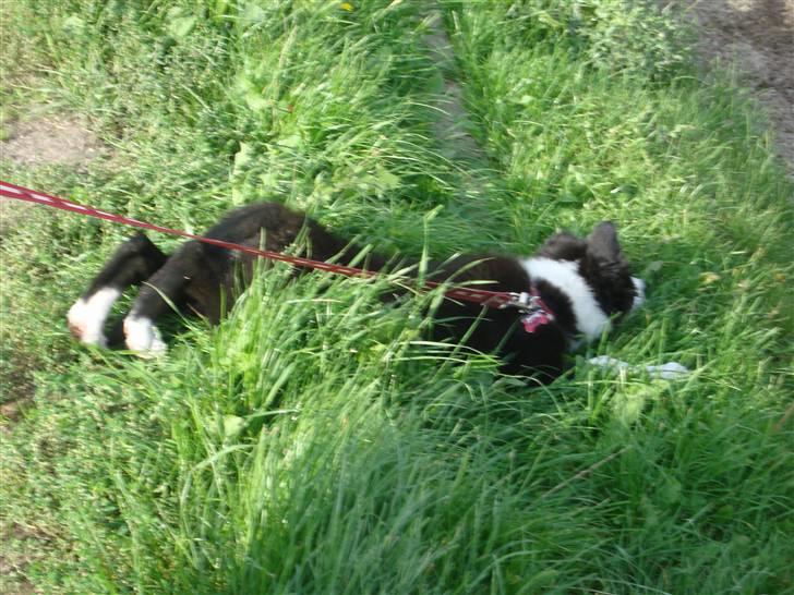 Border collie Candy billede 5