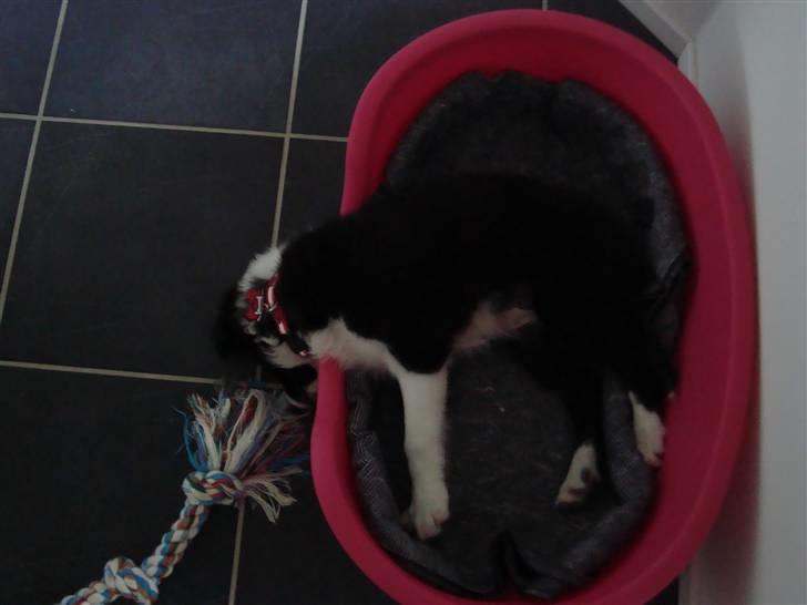 Border collie Candy billede 6