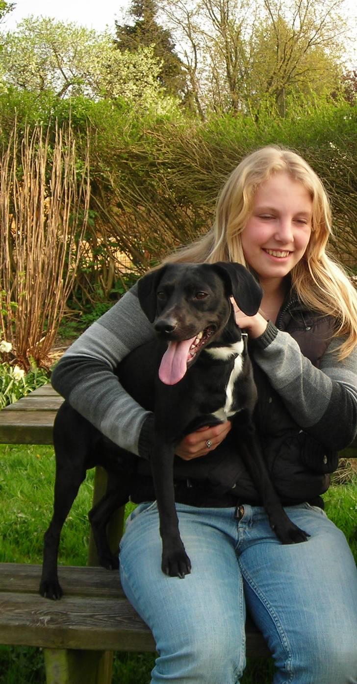 Blanding af racer Kashmir billede 9