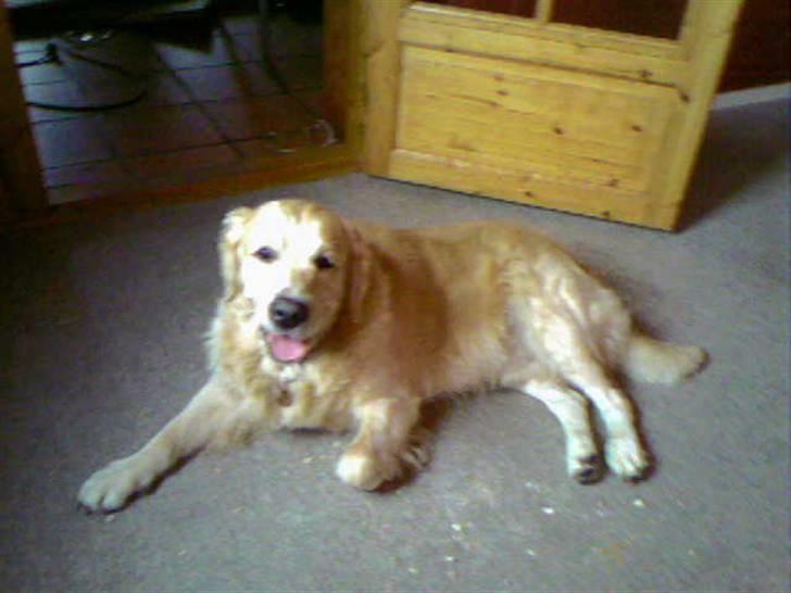 Golden retriever Zorba - Dette billede er taget med en mobil dette er de eneste billeder vi har da vores computer gik ned, med en masse billeder. billede 2