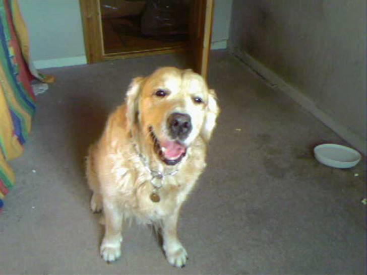 Golden retriever Zorba - Dette billede er taget med en mobil dette er de eneste billeder vi har da vores computer gik ned, med en masse billeder. billede 3