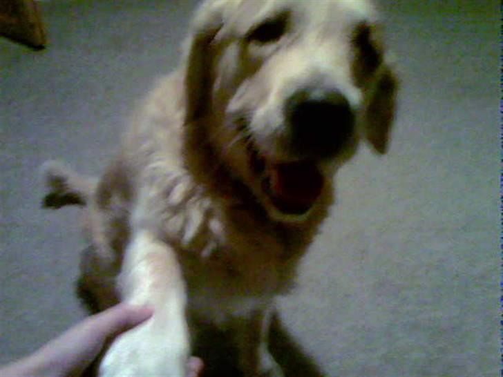 Golden retriever Zorba - Dette billede er taget med en mobil dette er de eneste billeder vi har da vores computer gik ned, med en masse billeder. billede 4