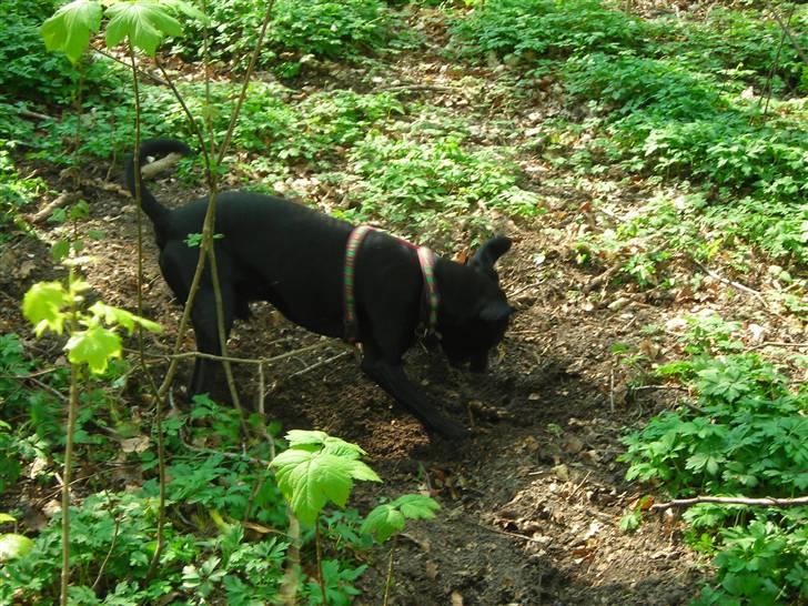 Blanding af racer Kashmir billede 10