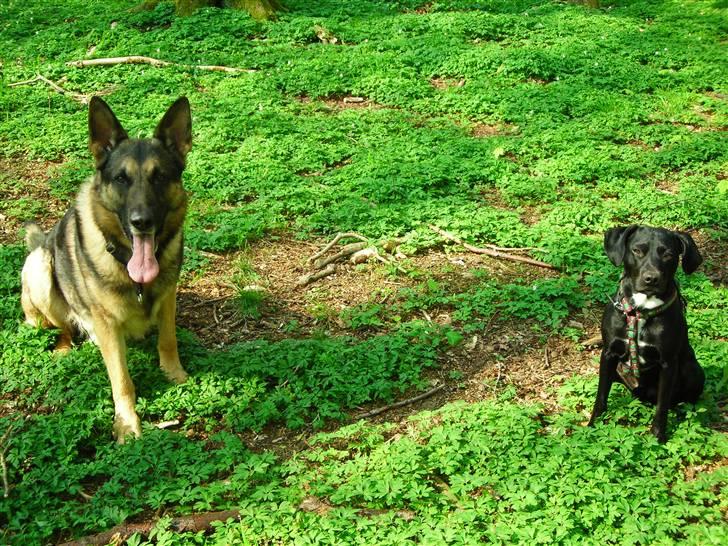 Blanding af racer Kashmir billede 11