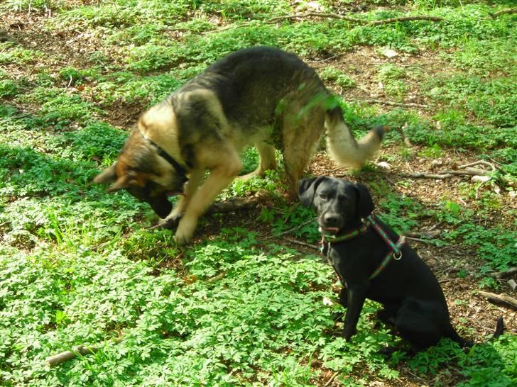 Blanding af racer Kashmir billede 12