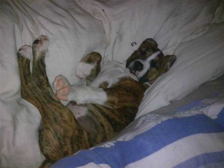 Blanding af racer Gucci billede 1