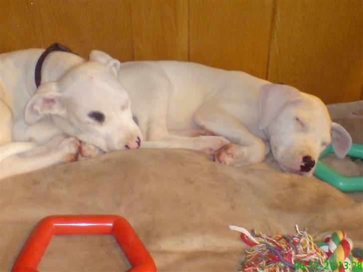 Dogo argentino Naobi - naobi og hendes afdøde søster sasha billede 2