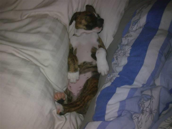 Blanding af racer Gucci billede 2