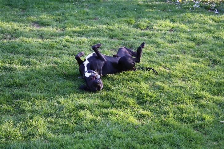 Blanding af racer Kashmir billede 13