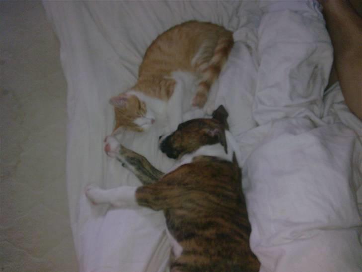 Blanding af racer Gucci billede 4