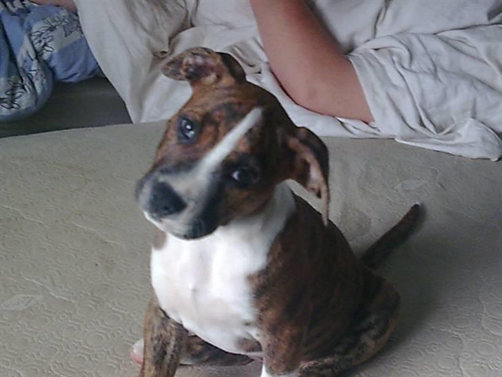 Blanding af racer Gucci billede 5