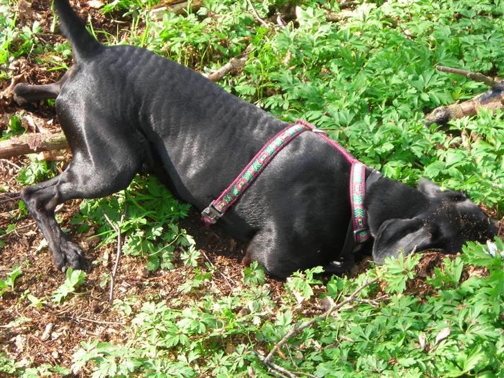 Blanding af racer Kashmir billede 14