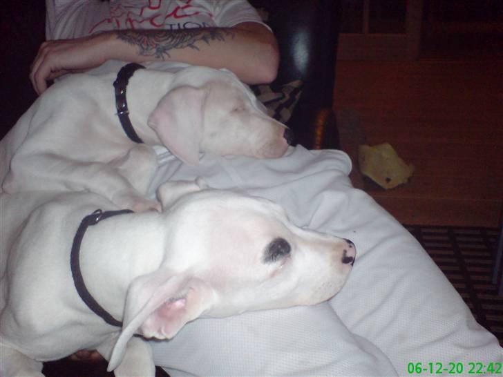 Dogo argentino Naobi - igenn sammen med sin søster sasha billede 3