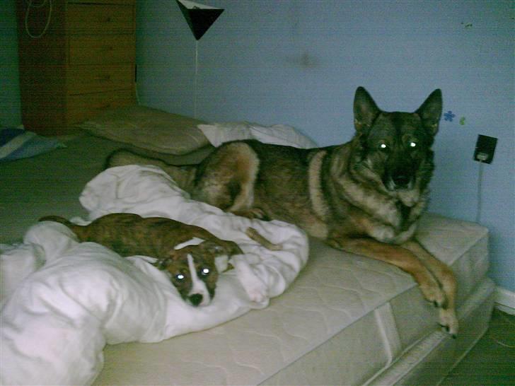 Blanding af racer Gucci billede 6