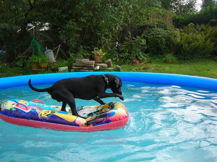 Blanding af racer Kashmir billede 15