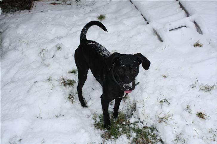 Blanding af racer Kashmir billede 16