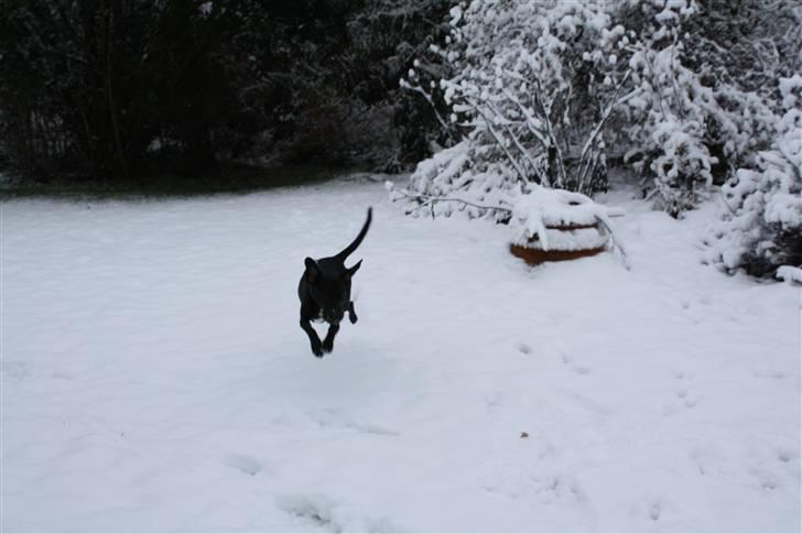 Blanding af racer Kashmir billede 17