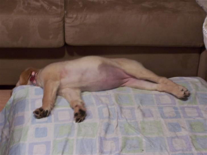 Golden retriever Lady Molly ll - Ja måske et underligt billede. Men Molly har ÆDT alt for meget og den tykke mave. Ja den kunne jeg ikke stå for. 14-11-08 billede 14