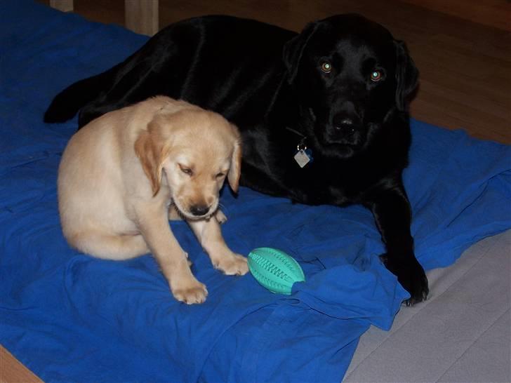 Golden retriever Lady Molly ll - Mon Basse har fortalt en joke, siden den bette sidder og ser ud som om hun griner. 14-11-08 billede 15