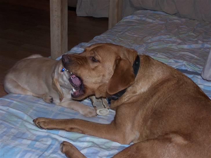 Golden retriever Lady Molly ll - Molly og Rollo i endnu en af deres lege. Det ser lidt farligt ud. Men helt uskyldigt. Kun leg.  14-11-08 billede 16