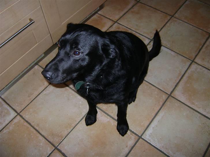 Blanding af racer Rex <3 - nyt billled 2008 billede 8