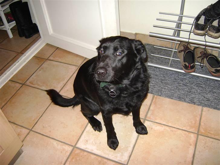 Blanding af racer Rex <3 - nyt billed 2008 billede 9