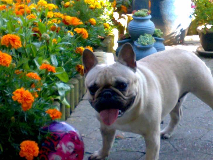 Fransk bulldog Lancomés   Trunte R.I.P - jubiii ææælsker at lege med bold :-D billede 19