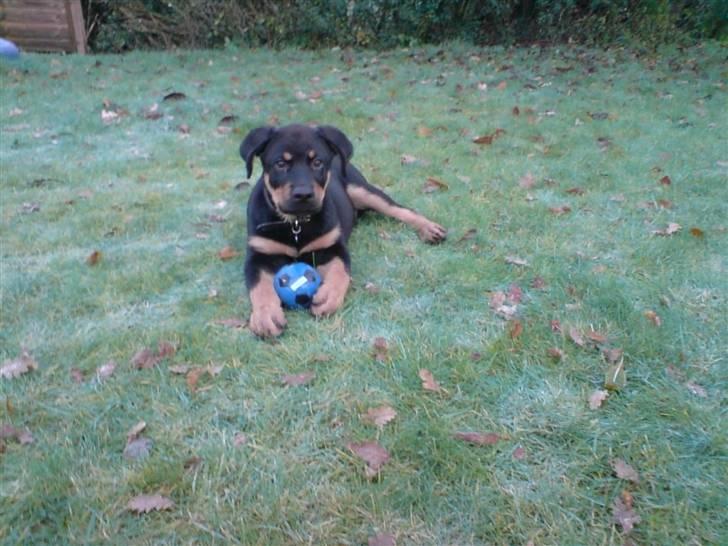 Rottweiler Balou billede 5