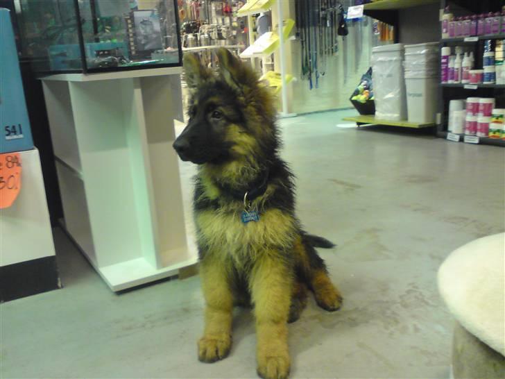 Schæferhund Dexter nyt hjem - i skulle bare vide hvor meget de papegøjer kan sige nu kalder de på mig! billede 5