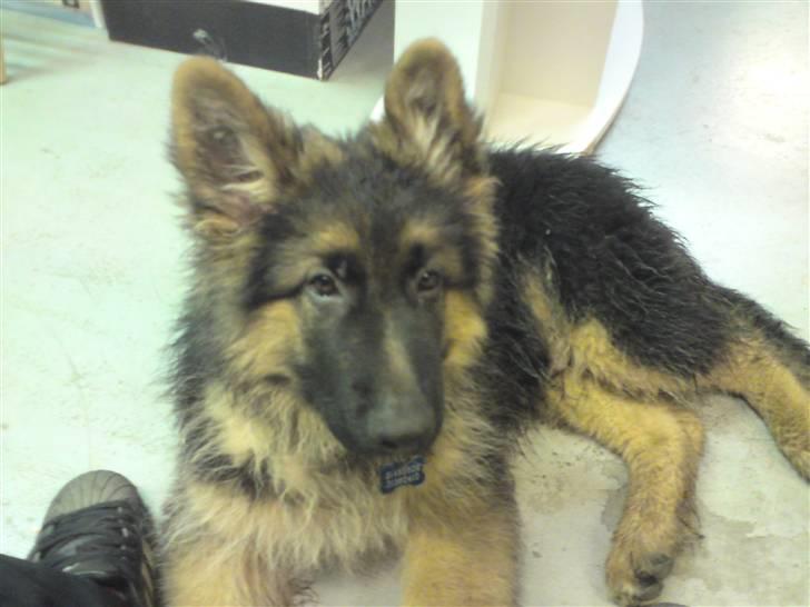 Schæferhund Dexter nyt hjem - det har altså været en hård dag mor... vaccination og så lege med golden og så det her hva har du gang i?  billede 6