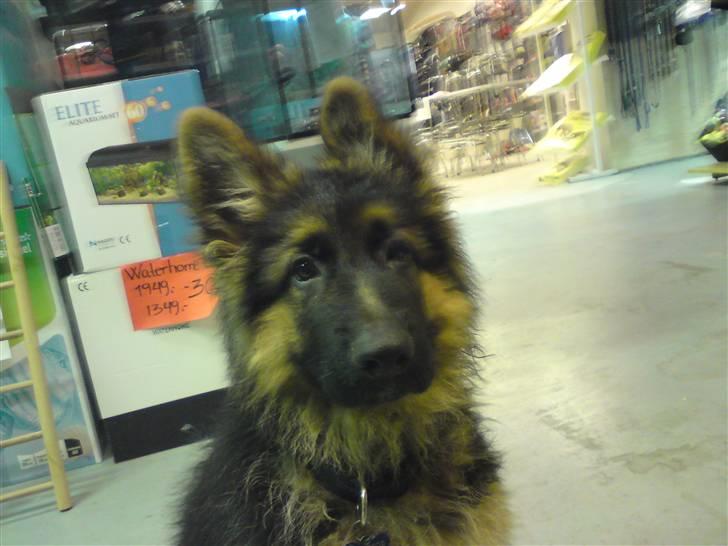 Schæferhund Dexter nyt hjem - heeej!! nu er jeg næsten 13 uger og mine ører stritter billede 7