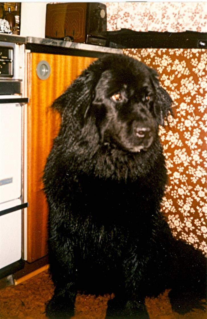 Newfoundlænder Nicki - Nicki 2 ½ år. billede 19