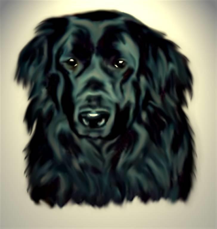 Newfoundlænder Nicki - Mindebillede af Nicki tegnet af Hanne :)) billede 20