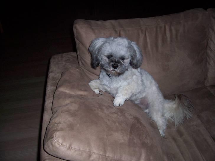 Lhasa apso R.I.P TUX - Er jeg ikke bare fræk :-) billede 11